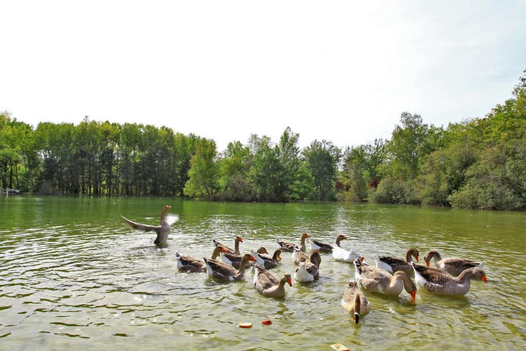 Auberge De L'Etang Bleu Vieux-Mareuil Rum bild